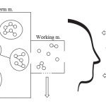 The Relationship Between Thinking and Learning